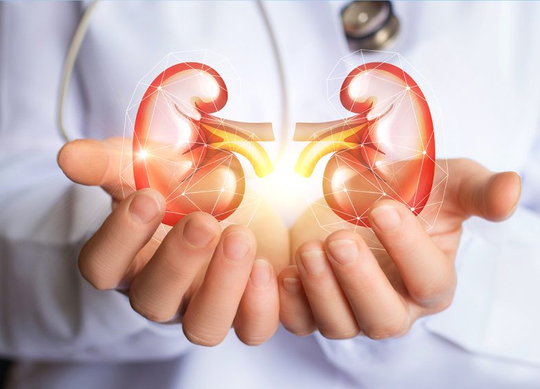 Doctor supports kidneys healthy. Doctor supports kidneys healthy concept design .